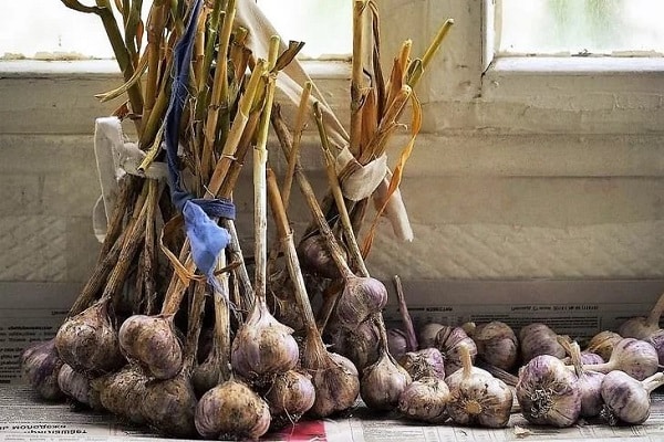 harvest sorting