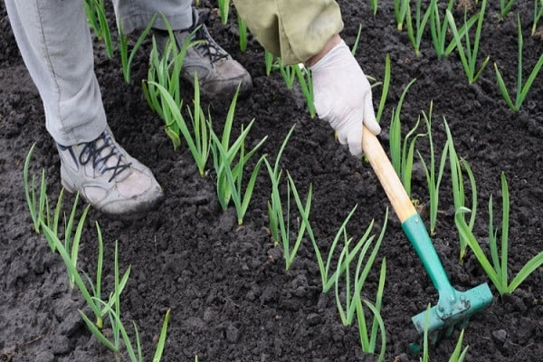 the soil is being prepared