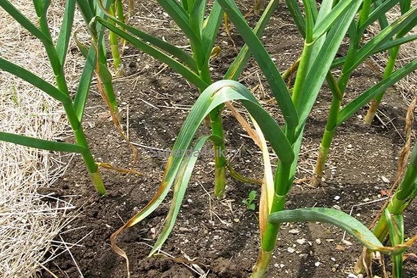 When do you need to dig up winter garlic in the Leningrad region?