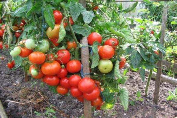 fruit harvest tomato