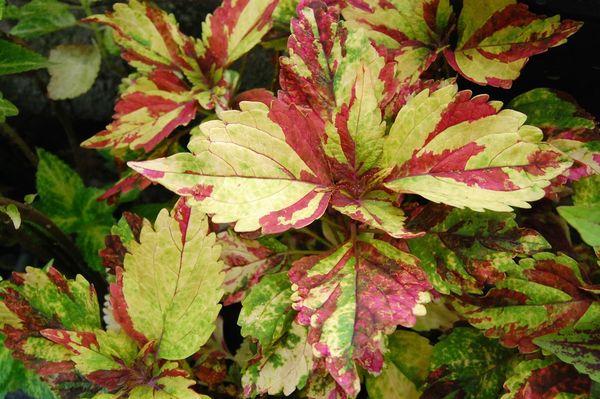 Kultivace Coleus