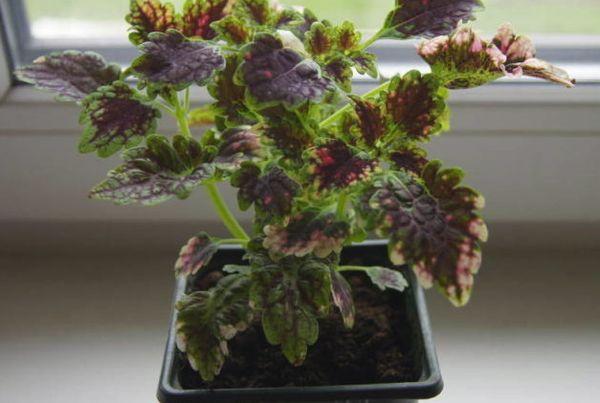 Coleus v hrnci