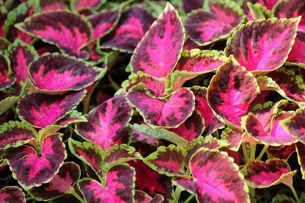 Coleus-Farbpalette