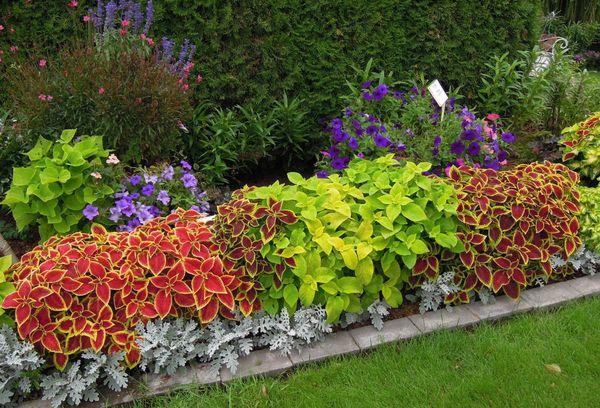 Coleus in der Landschaft