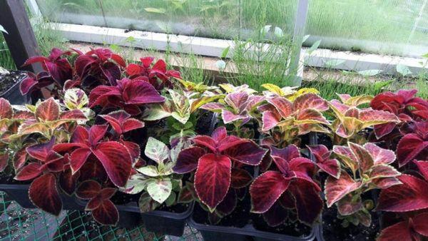 coleus sorter