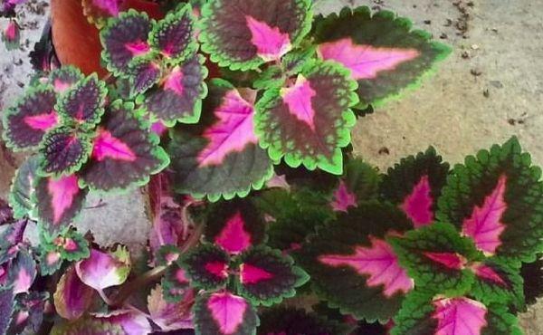 rostoucí coleus