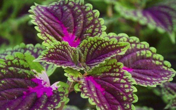 Coleus sametový