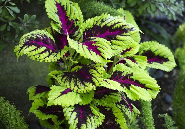 coleus květina