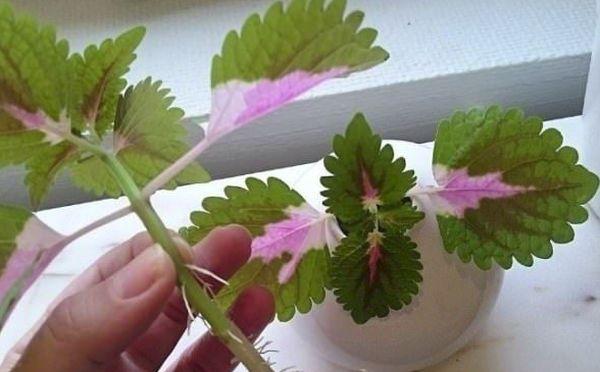 coleus sticklingar