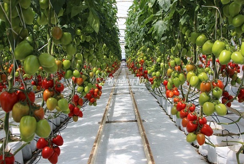 tomato greenhouse 