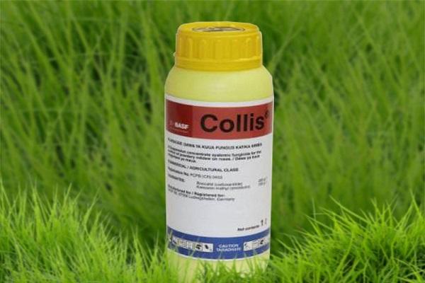 Návod k použití fungicidu Collis, mechanismus účinku a míry spotřeby