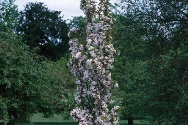 floració de primavera 