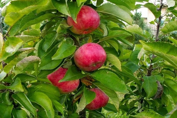 jablečné ovoce 