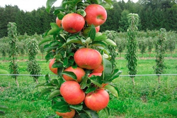 vlastnosti jabloní