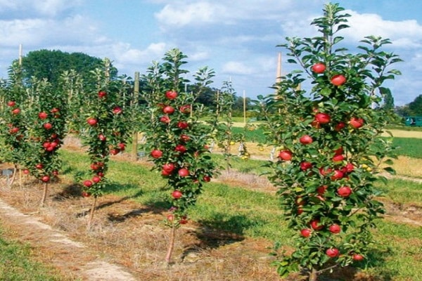 primeres fruites 