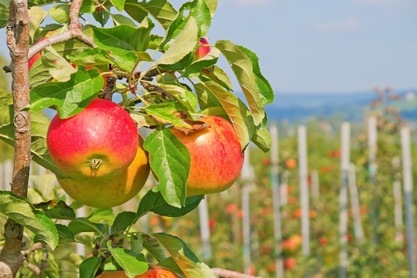 rijping van appels