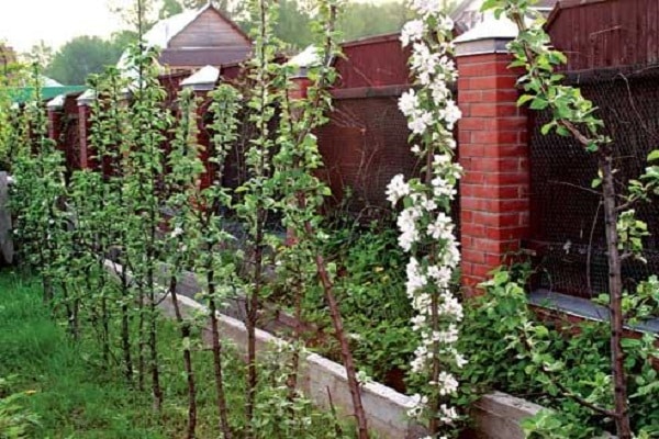 material de plantació