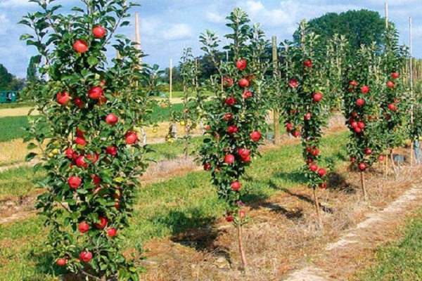 zuilvormige appelboom