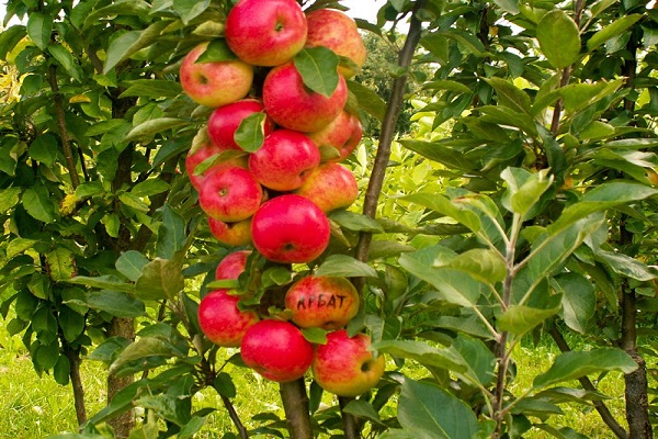 zuilvormige appelbomen