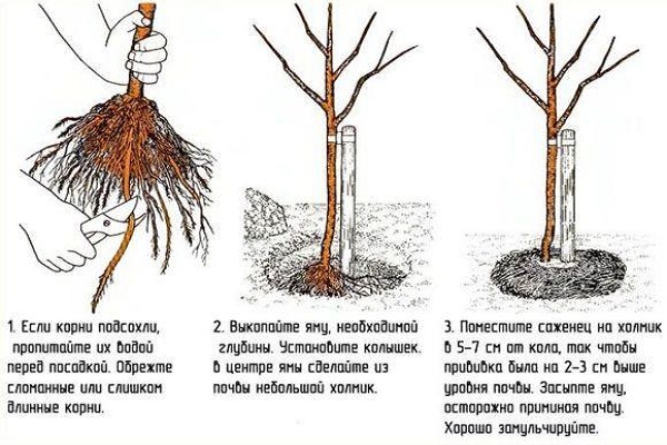 neuvoja ammattilaisilta