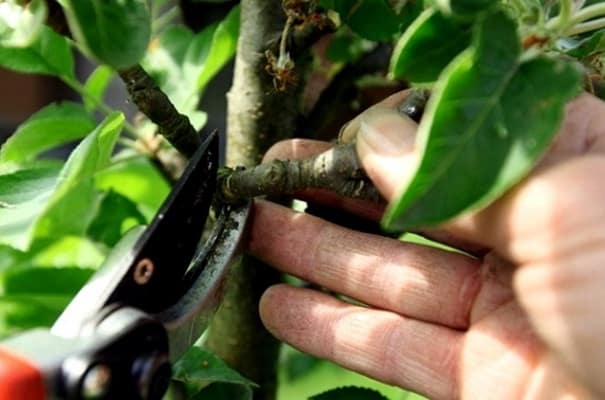 procés de poda de pomeres