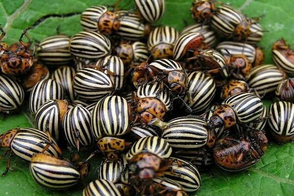 Colorado potato beetles