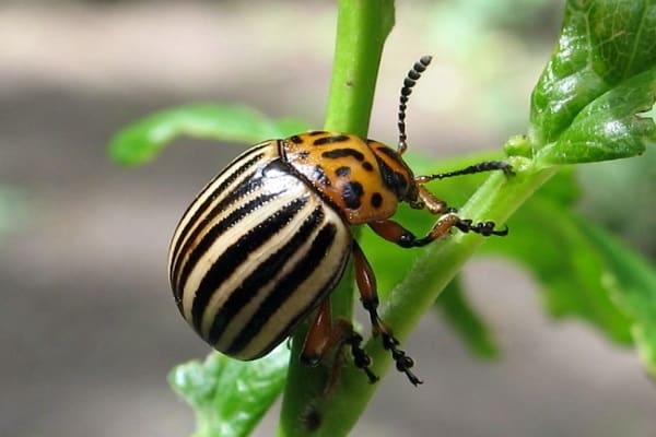 bugs uz kartupeļiem