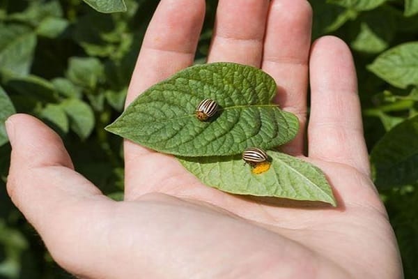 chemische Flüssigkeit 