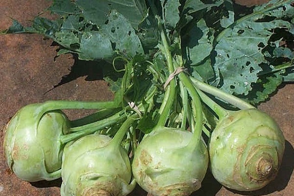 Eigenschaften von Kohlrabi