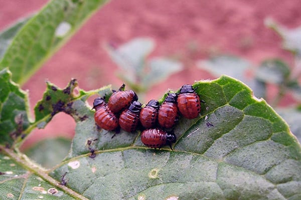 tác hại lớn