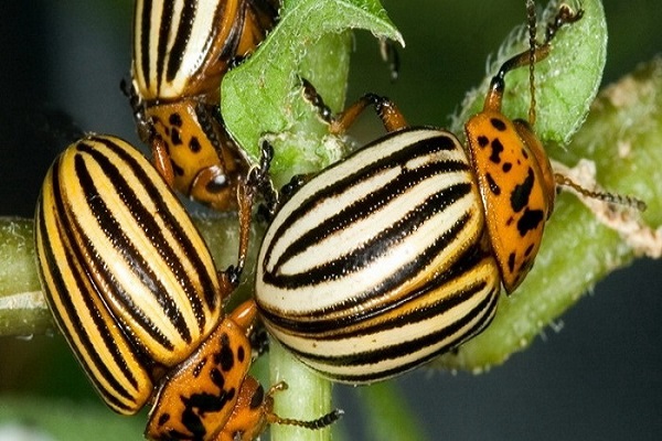 from the Colorado potato beetle