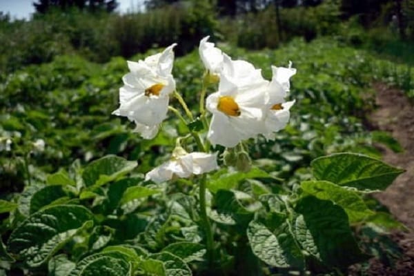 potato flowering