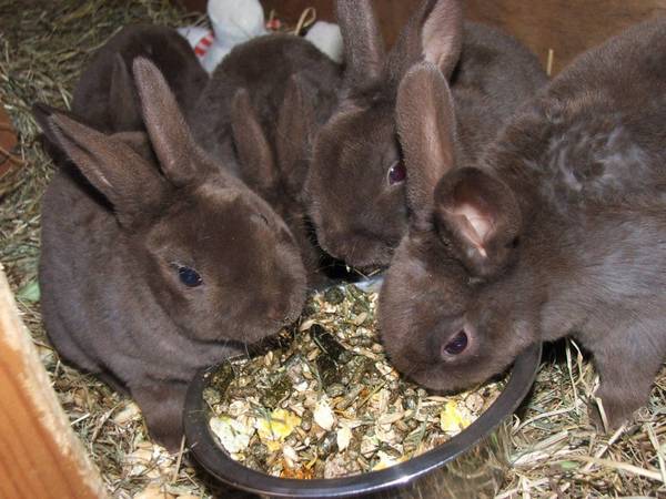 Futter für Kaninchen