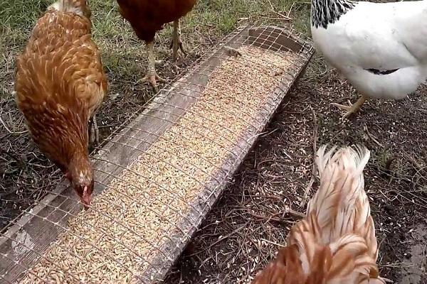 Legehennen am Futterhäuschen 