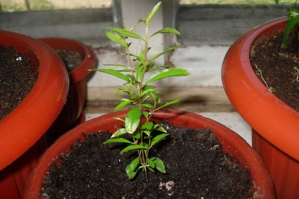 planting cuttings