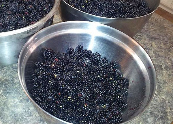 Brombeeren in einer Schüssel