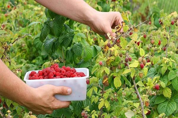 pick raspberries 