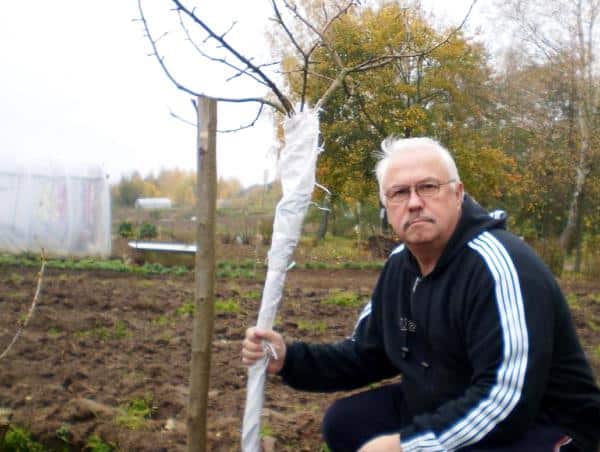 apple tree shelter