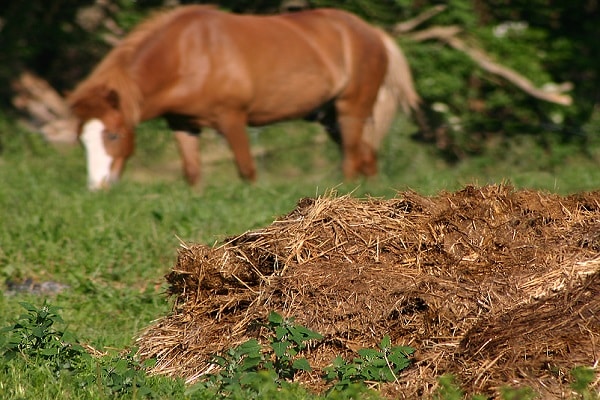 Pferd auf der Wiese