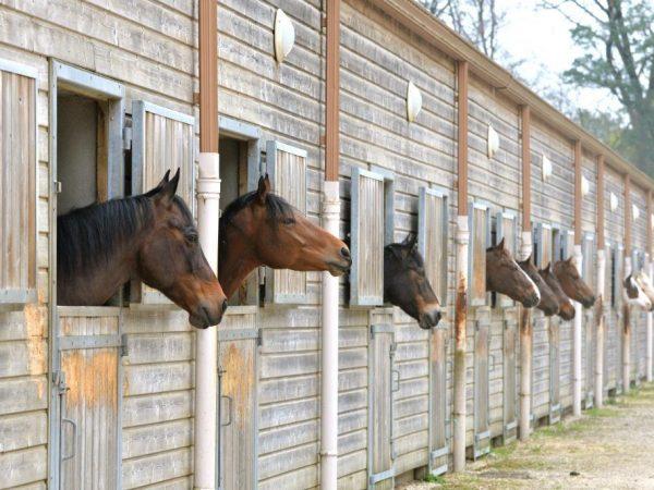 paardenstal