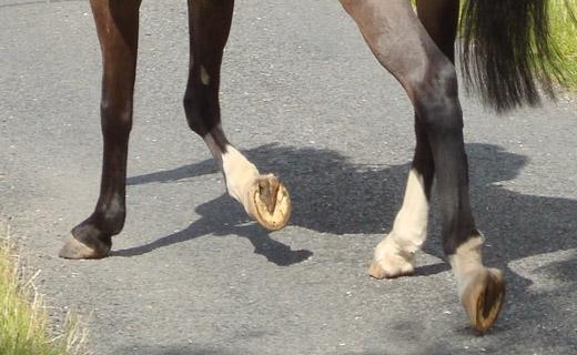 horse hooves