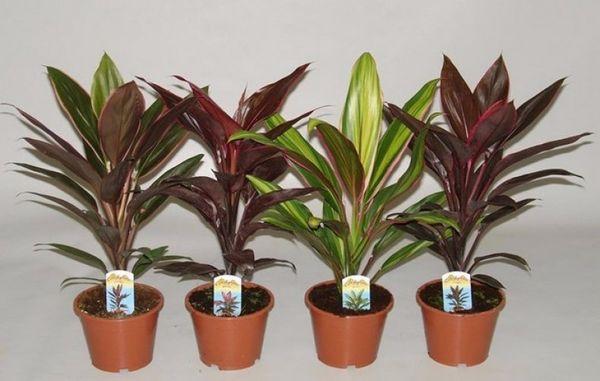 Variedades de Cordyline.