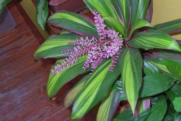 Cordyline blommor