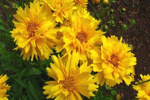 mehrjährige Coreopsis 