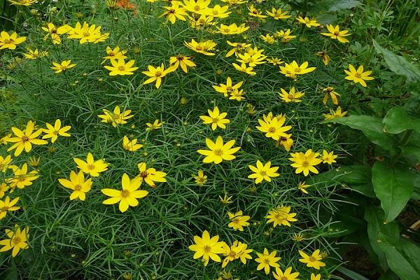 unusual leaves 