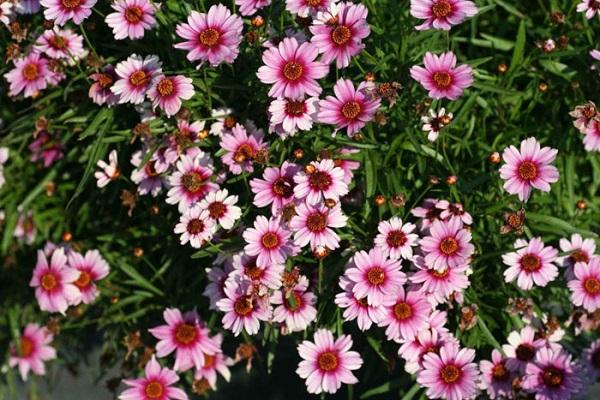 pink flowers 