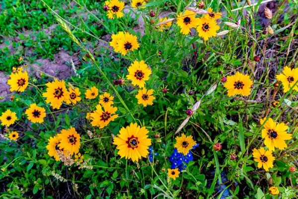 schöne Blumen 