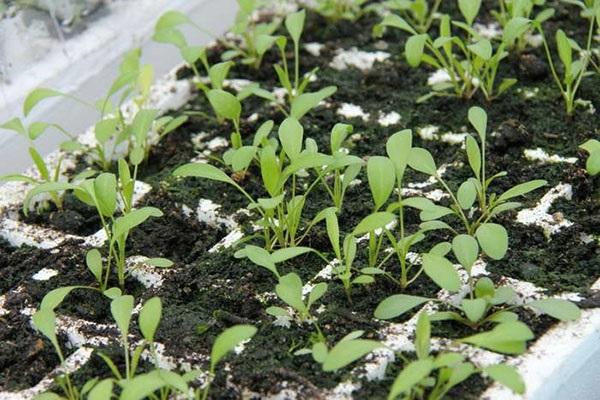 growing seedlings 