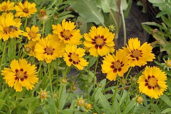 puno ng bulaklak na halaman 