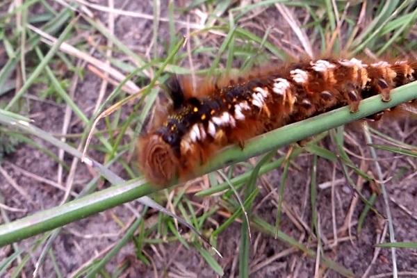 caterpillar on a branch 